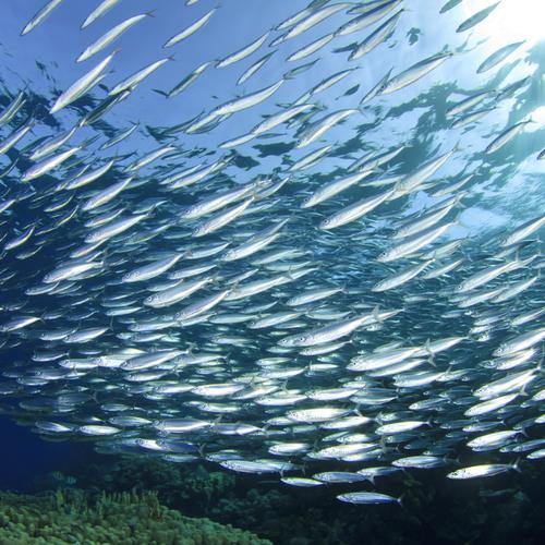 Naturlig fiskeolje rik på EPA - SanOmega